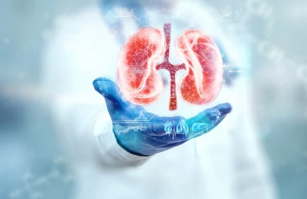 4 Organ Ekskresi pada Manusia, Fungsi dan Contohnya untuk Proses Pengeluaran Sisa Metabolisme