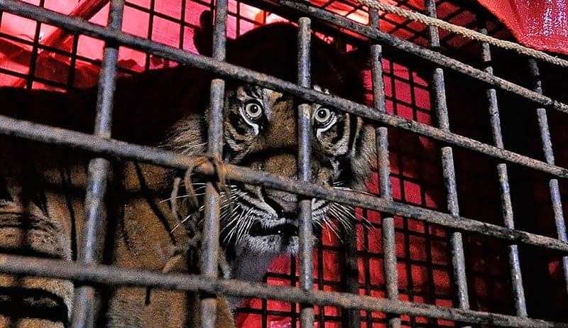 Mengenaskan, Penjaga Harimau Milik Pengusaha di Samarinda Tewas Diterkam