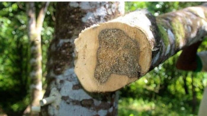 Gaharu, Kayu Asal Indonesia Termahal di Dunia