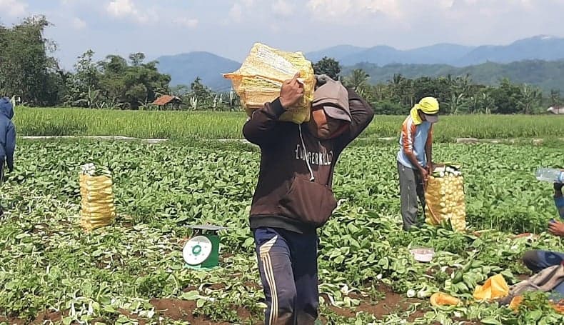 Jenis Tanaman yang Ditanam di Wilayah Dataran Tinggi, Ada Kopi dan Sayur Mayur