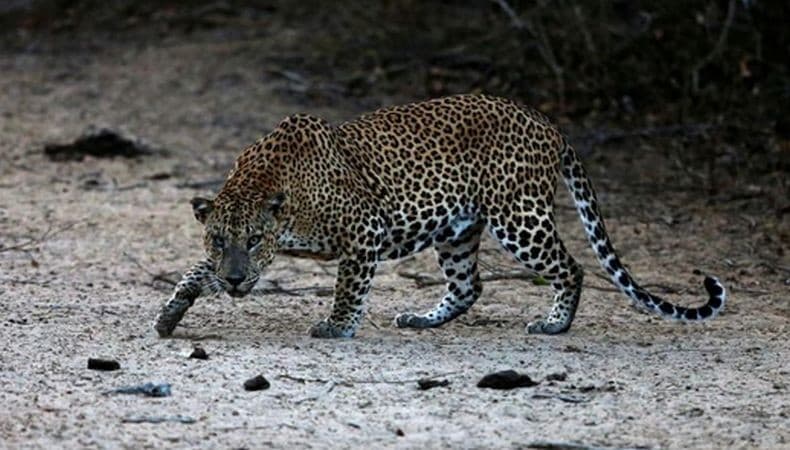 Ibu Ini Menang Duel Lawan Macan Tutul demi Selamatkan Anaknya yang Dimangsa