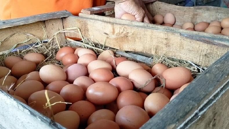 Harga Telur Ayam di Kolaka Utara Tembus Rp50.000 Per Rak, Pedagang Mengeluh