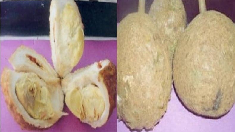 Unik, Durian Gundul Khas Lombok Jadi Satu-satunya Durian Tanpa Duri di Dunia