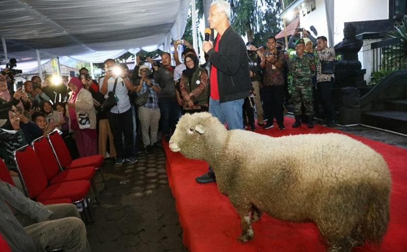 Mengintip Peternakan Domba Batur Khas Dataran Tinggi Dieng, Ada yang Bobotnya 150 Kg Mengintip Peternakan Domba Batur Khas Dataran Tinggi Dieng, Ada yang Bobotnya 150 Kg