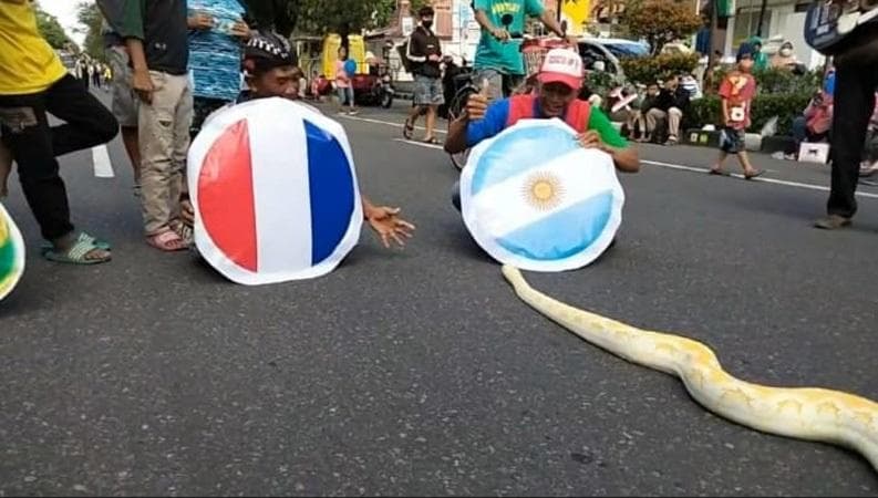 Bruno Ular Sanca Albino di Solo Ramal Juara Piala Dunia 2022, Argentina atau Prancis?