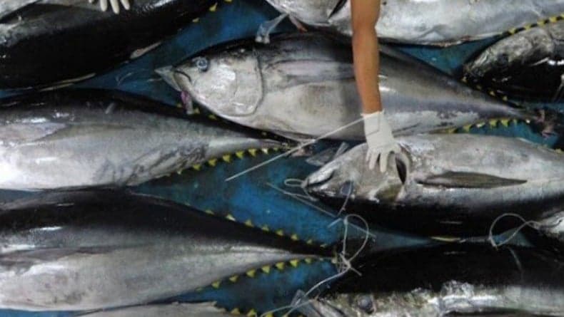 Daerah Penghasil Ikan Terbesar di Indonesia, Ada yang Dikirim ke Luar Negeri