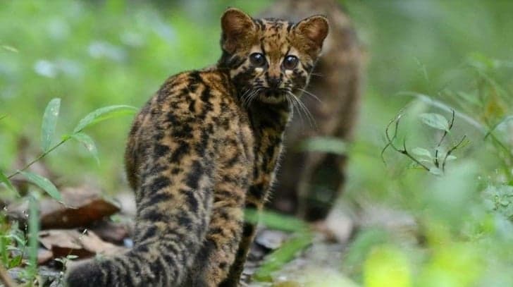 Mengenal Kucing Batu yang Sering Ditemukan di Pedalaman Hutan Kalimantan