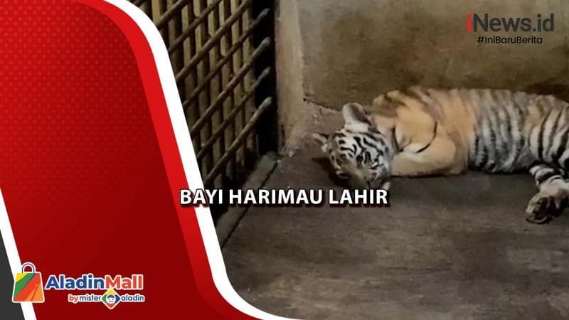 Jadi Daya Tarik Liburan Nataru, Bayi Harimau Lahir di TRMS Serulingmas Banjarnegara