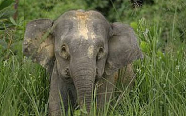 Asal-Usul Gajah Kerdil Kalimantan, Kisah Sultan Sulu dan Hadiah dari Jawa