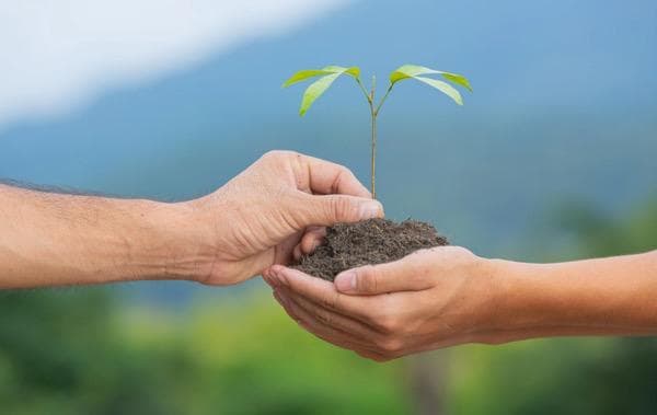 Pertumbuhan Primer dan Sekunder pada Tumbuhan Beserta Faktornya