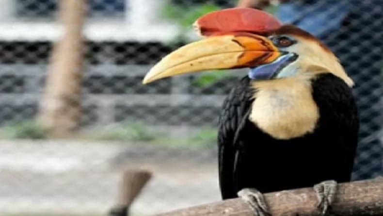 Enggang, Burung Keramat Suku Dayak yang Konon Jadi Sosok Penggerak Mandau Terbang