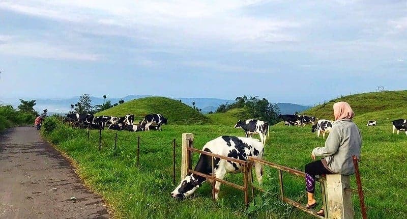 Mengintip Keindahan Bukit Manggala di Banyumas yang Disebut Mirip New Zealand Mengintip Keindahan Bukit Manggala di Banyumas yang Disebut Mirip New Zealand