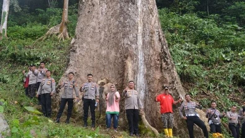 Pohon Raksasa di Agam Berusia 560 Tahun Disiapkan Jadi Destinasi Wisata