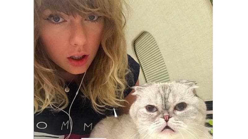 Mengejutkan Kekayaan Kucing Artis Cantik Ini Mencapai Rp1,5 Triliun Mengejutkan Kekayaan Kucing Artis Cantik Ini Mencapai Rp1,5 Triliun