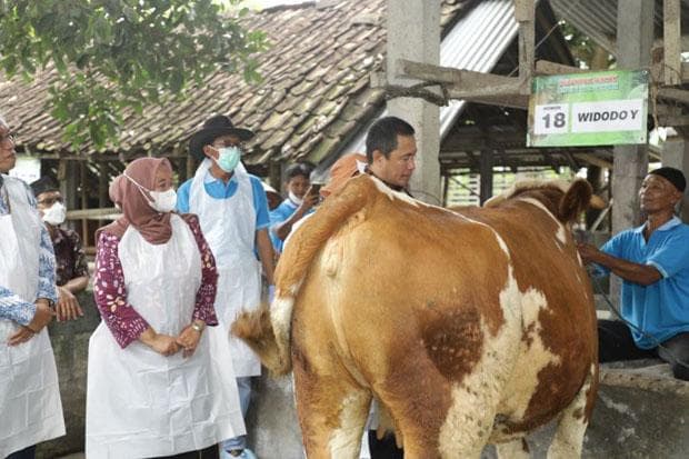 Sapi dan Kerbau di Sleman Mulai Divaksin LSD