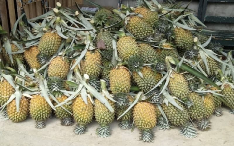 Daerah Penghasil Nanas Terbesar di Sumsel, Prabumulih Minggir Dulu