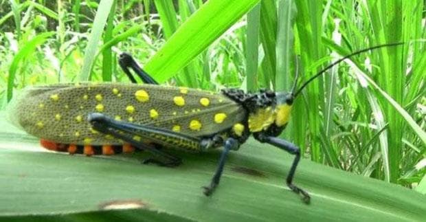 Mengenal Belalang Setan: Seseram Namanya, Serangga Ini Bisa Bikin Manusia Meregang Nyawa Mengenal Belalang Setan: Seseram Namanya, Serangga Ini Bisa Bikin Manusia Meregang Nyawa