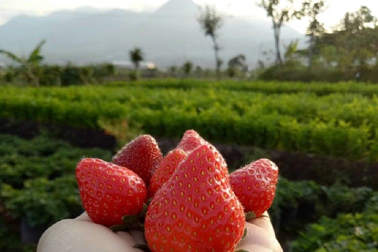 Sensasi Wisata Petik Strawberry dengan Pemandangan Indah Pegunungan Kota Batu Sensasi Wisata Petik Strawberry dengan Pemandangan Indah Pegunungan Kota Batu
