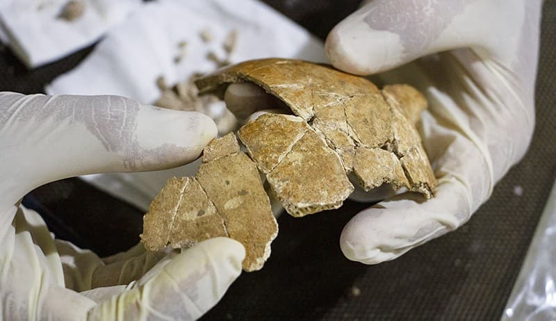 Konservasi Kerangka Manusia Purba Berusia 7.200 Tahun