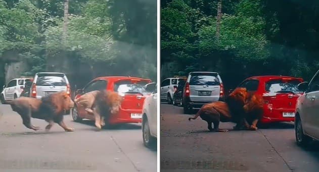 Heboh Mobil Pengunjung Rusak Diserang Singa Taman Safari Prigen, Ini Respons Pengelola