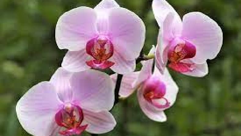 7 Jenis Anggrek Asli Indonesia, Pesonanya Memikat Dunia 7 Jenis Anggrek Asli Indonesia, Pesonanya Memikat Dunia