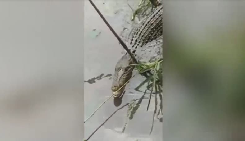 Viral Pemancing di Lumajang Dapat Buaya 2 Meter, Ini Penampakannya