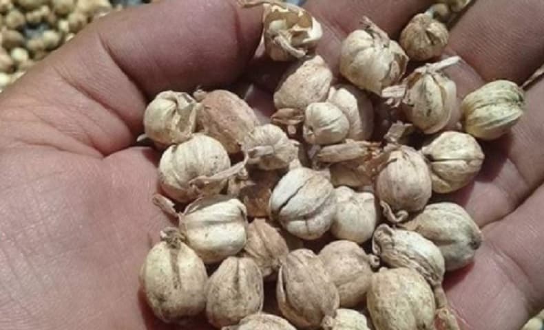 7 Daerah Penghasil Kapulaga di Indonesia, Nomor 4 Ekspor hingga 171 Ton saat Pandemi