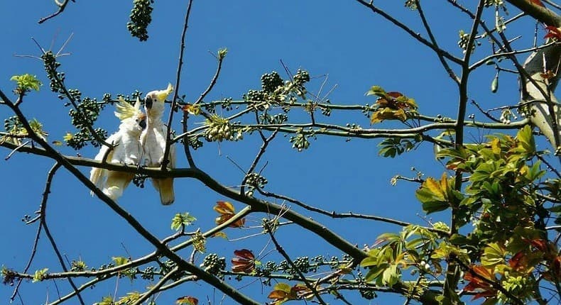 Pesona Pulau Masakambing di Sumenep, jika Beruntung Bisa Lihat Kakatua Jambul Kuning