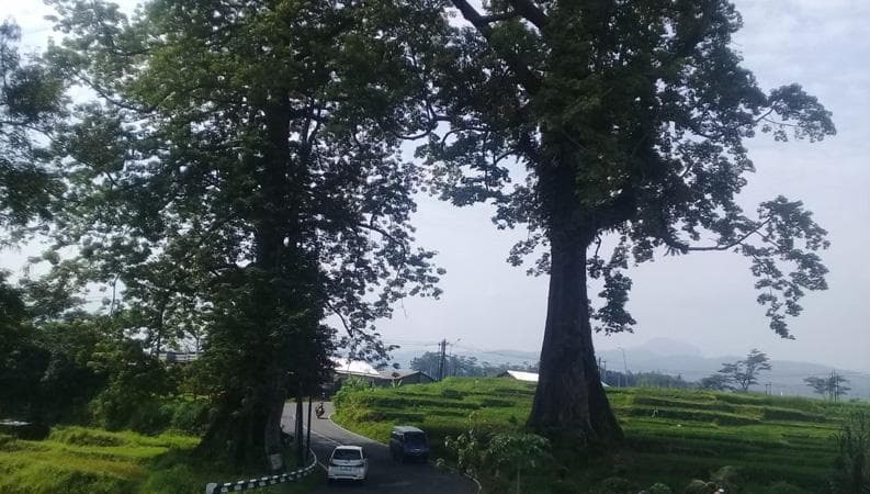 Cerita Misteri Randu Jajar di Pemalang, Konon sebagai Pintu Gerbang Alam Gaib