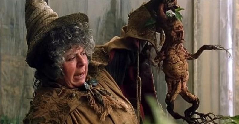 Tumbuhan Ajaib Harry Potter Ada di Dunia Nyata: Bisa Keluarkan Suara saat Tak Disiram Tumbuhan Ajaib Harry Potter Ada di Dunia Nyata: Bisa Keluarkan Suara saat Tak Disiram