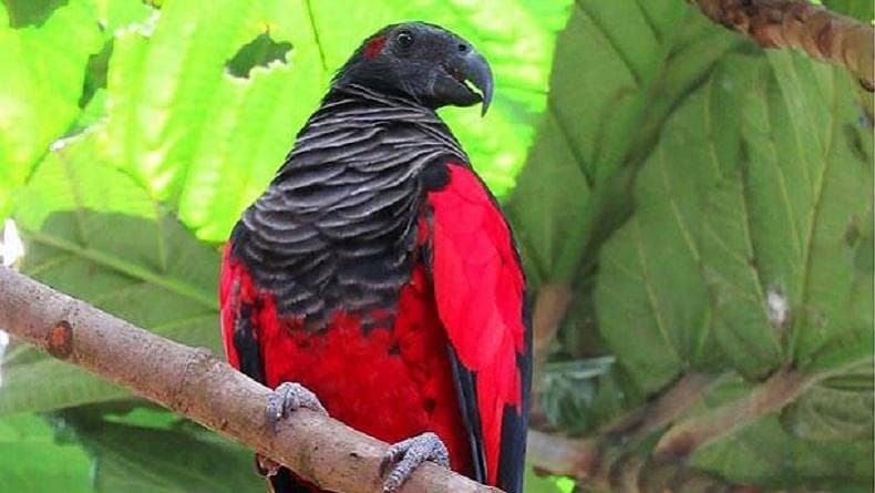 Perdagangan Satwa Dilindungi di Papua Selatan, 11 Burung Kasturi Kepala Hitam Diamankan