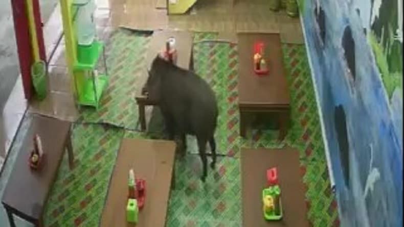 Viral Babi Hutan Masuk Kedai Bakso di Garut, Warga Hendak Buka Puasa Panik