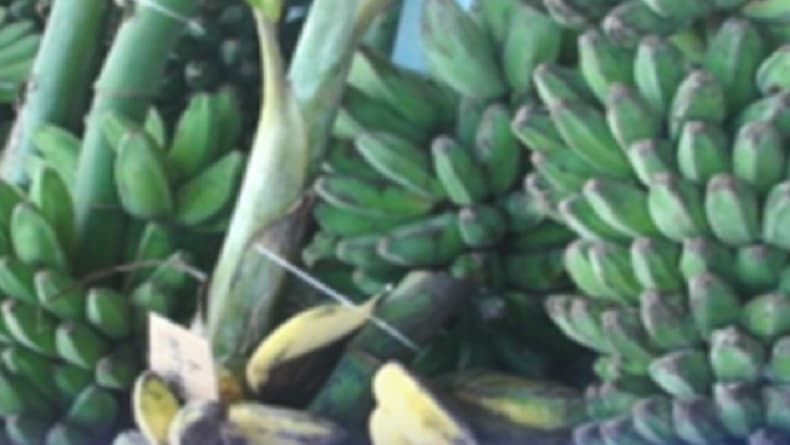 Kaltim Ekspor Pisang Kepok ke Singapura hingga 2024 Senilai Rp37,44 Miliar