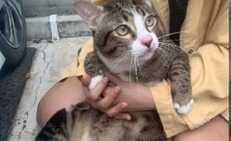6 Cara Agar Kucing Tidak BAB Sembarangan di Halaman Rumah