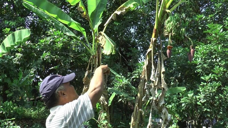 Unik, Pohon Pisang di Kendal Ini Berbuah Cabang Tiga dan Punya 3 Jantung