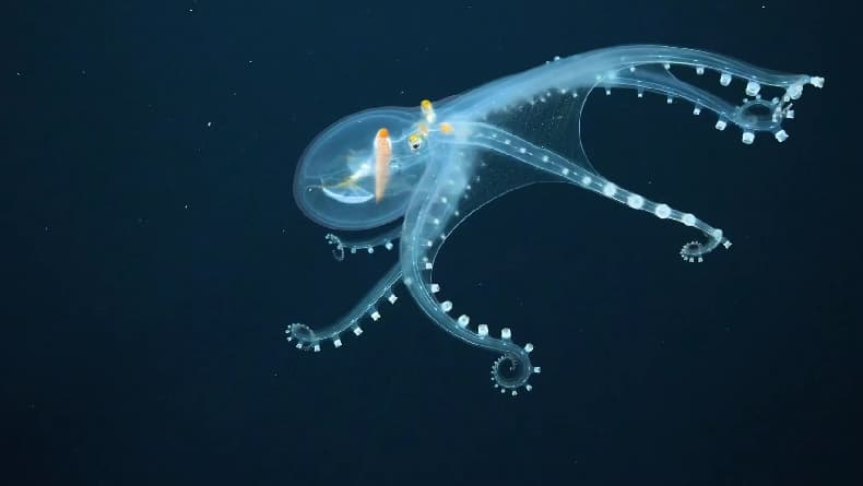 5 Hewan dengan Tubuh Transparan, Nyaris Tak Terlihat