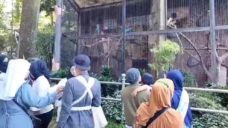Khawatir Telantar akibat Polemik, Tim Konservasi Cek Kondisi Satwa Kebun Binatang Bandung