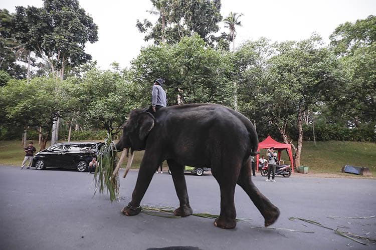 5 Gajah di Candi Borobudur Direlokasi ke Gembiraloka Zoo dan Semarang Zoo