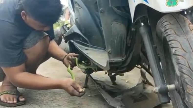 Mengerikan, Ular Berbisa Sembunyi di Mesin Motor Emak-Emak saat Belanja di Pasar Palawija
