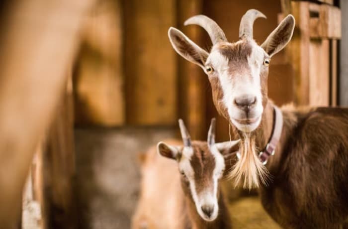 Waktu Penyembelihan Hewan Qurban Idul Adha, Kapan yang Terbaik? Ini Ketentuannya