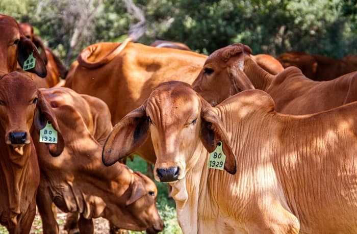 Cara Menjatuhkan Sapi Kurban yang Benar Tanpa Menyakiti, Cuma 30 Detik!