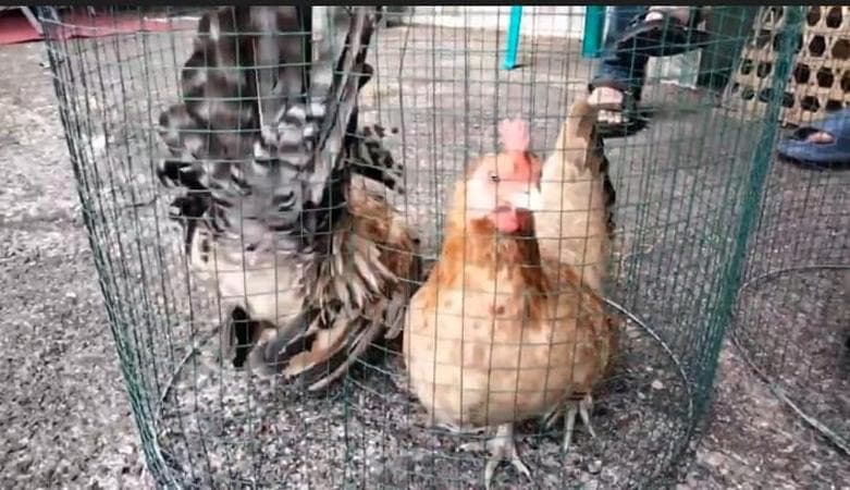Uniknya Kontes Ayam Kate di Banjarnegara, Ada yang Lucu, Cantik hingga Bersuara Keras Uniknya Kontes Ayam Kate di Banjarnegara, Ada yang Lucu, Cantik hingga Bersuara Keras