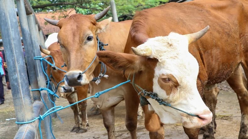 Sadis, Pemilik Lahan Bantai 5 Sapi Warga di Lampung gegara Obrak-abrik Tanaman Jagung