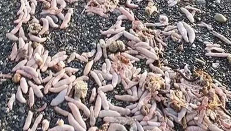 Heboh Ribuan Ikan Penis Terdampar di Pantai, Ternyata Bisa Dimakan