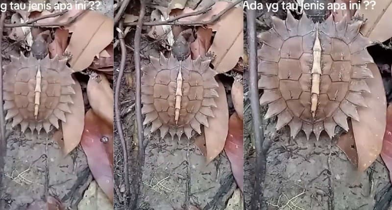 Viral, Muncul Kura-Kura dengan Bentuk Tubuh yang Aneh di Tengah Hutan