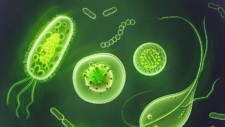 Contoh Organisme Bersel Satu Beserta Ciri-ciri dan Tipenya