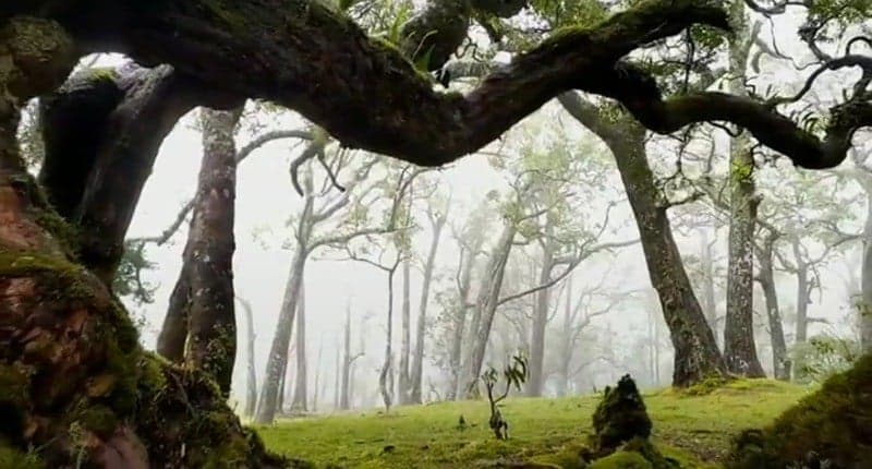 Fatumnasi, Surga Tersembunyi di Pulau Timor Punya Pemandangan Pohon Kerdil Unik