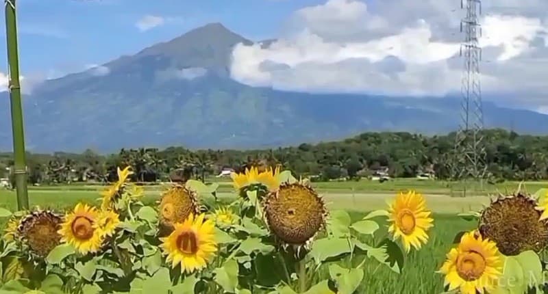 Kampung Unik di Salatiga, Singgah ke Desa Terpencilnya Lihat Merbabu dari Dekat seperti Ini Suasananya! Kampung Unik di Salatiga, Singgah ke Desa Terpencilnya Lihat Merbabu dari Dekat seperti Ini Suasananya!