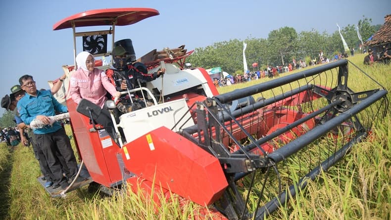 Purwakarta Kembali Panen Raya Musim Gadu, Padi Berlimpah meski Sawah Tadah Hujan