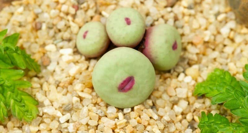 Viral, Tanaman Unik asal Afrika Selatan Punya Bentuk seperti Bibir Perempuan